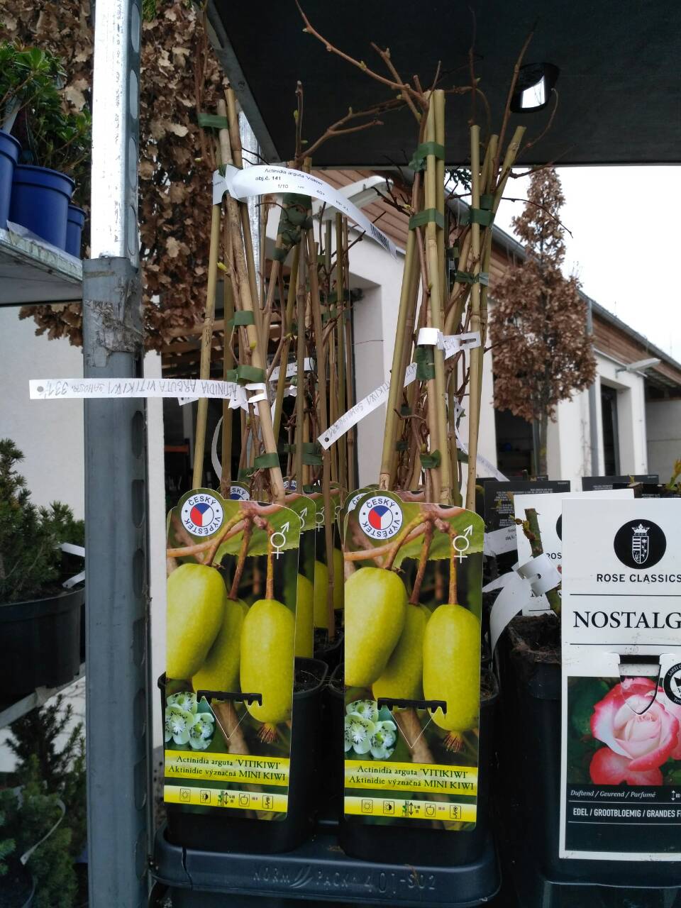 Prodej mini kiwi, zahradnictví Studenec .jpg