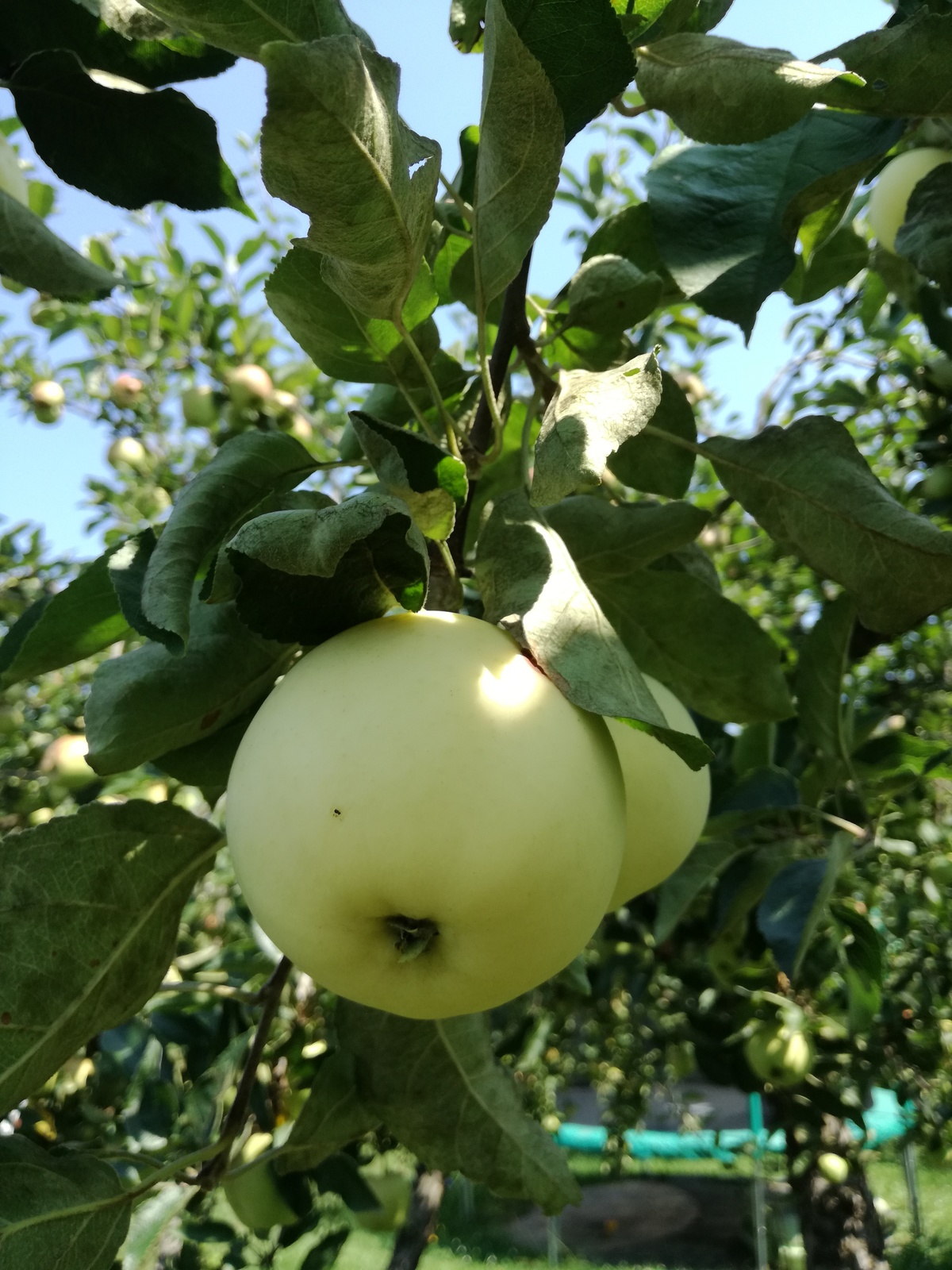 Letní jabloně, jablka 
