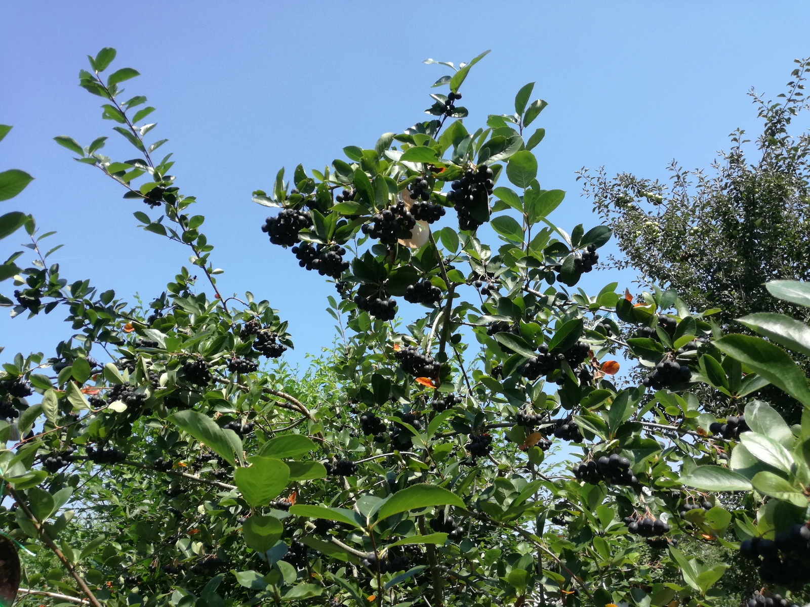 Aronie, černá jeřabina,ovocné stromy