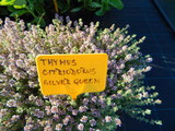 Thymus x citriodorus ´Silver Queen´
