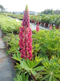 Lupinus polyphyllus ´Camelot Red´