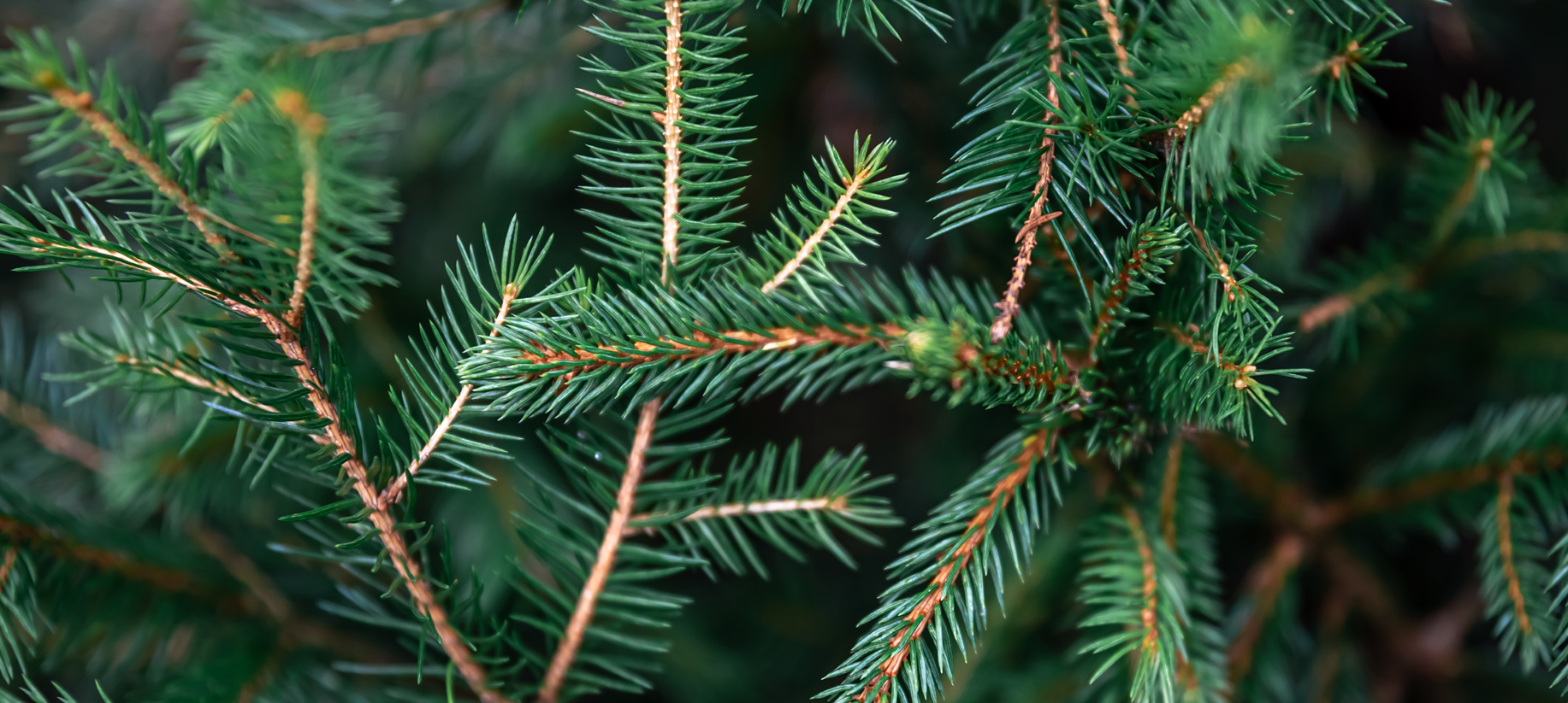 ZAHRADNICTVIÌ STUDENEC_12_FOTO VYÌRÌEZ